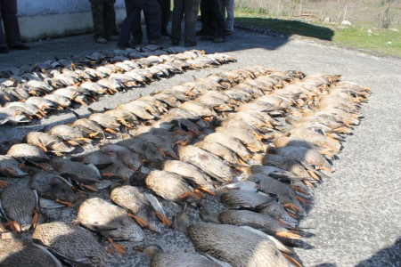 Patos 08/01/2012